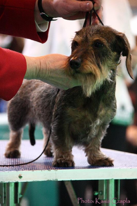 Crufts2011_2 1464.jpg